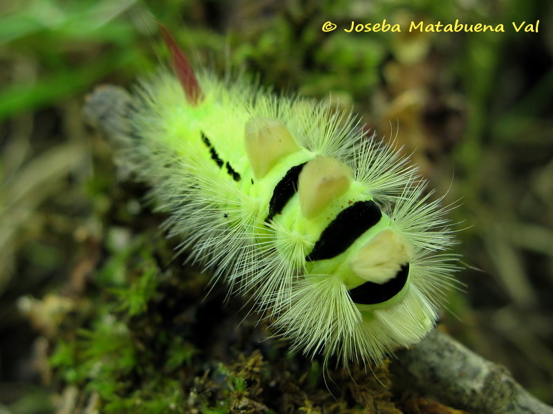 Calliteara pudibunda - Erebidae Lymantriinae